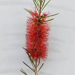 カリステモン:ピニフォリウス5号ポット