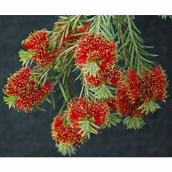 カリステモン:ロッキーランブラー5号ポット