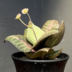 ユーフォルビア：フランコイシー　3号鉢植え25-21