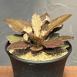 ユーフォルビア：フランコイシー　3号鉢植え25-22
