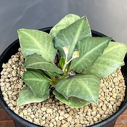 ユーフォルビア：フランコイシー　3号鉢植え25-23