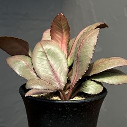 ユーフォルビア：フランコイシー　3号鉢植え25-24