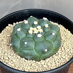 アストロフィツム：アステリアス亀甲兜丸（カブトマル）3号鉢植え
