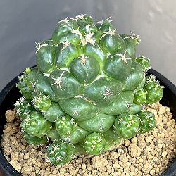 コリファンタ：エレファンティデンス短刺　3.5号鉢植え