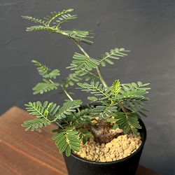 センナ：メリディオナリス　3.5号鉢植え
