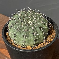 サボテン：ギムノカリキウム　黒刺鳳頭（クロトゲホウトウ）　　3.5号鉢植え