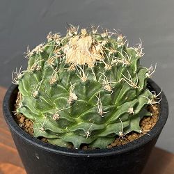 サボテン：オブレゴニア　デネグリイ（帝冠）　3.5号鉢植え