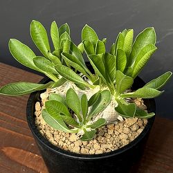 パキポディウム：ブレビカウレ　恵比寿笑い　3.5号鉢植え