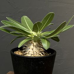 パキポディウム：エブレネウム　3.5号鉢植え