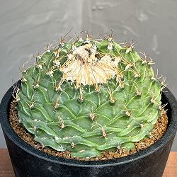 サボテン：オブレゴニア　デネグリイ（帝冠）　4号鉢植え