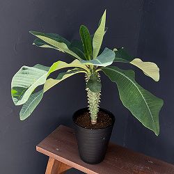 ユーフォルビア：ビグイエリー　5号鉢植え