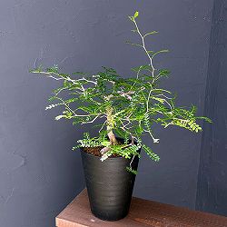オペルクリカリア：パキプス（実生株） 5号鉢植え
