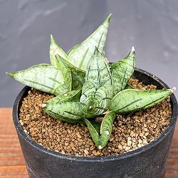 サンセベリア：ミーディー　2.5号鉢植え