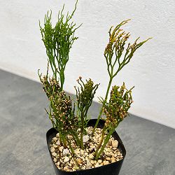 マツバラン：雲龍獅子（ウンリュウジシ）3.5号鉢植え