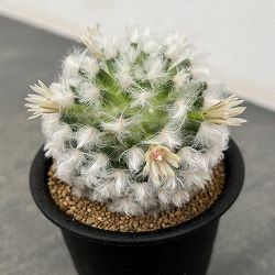 マミラリア：ボカサナ　3号鉢植え