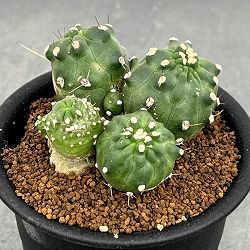 エキノプシス：アンキストロフォラ　3号鉢植え