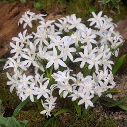 チオノドグサ:ルシリアエ・アルバ（白花）8球入り