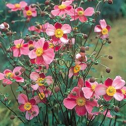 シュウメイギク（秋明菊）：ハドスペンアバンダンス5号鉢植え 4株セット