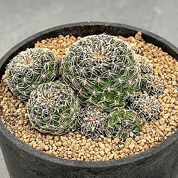 スルコレブチア：タラブコエンシスaff. （PHA0498）　KK0960　3号鉢植え