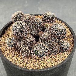 スルコレブチア：クルゲラエ　（PHA0735）3号鉢植え*