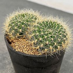 スルコレブチア：メントーサ変種スウォボダエ（PHA0185）　3号鉢植え*
