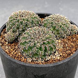 スルコレブチア：クルゲラエ変種ホフマニー（LH171）3号鉢植え*