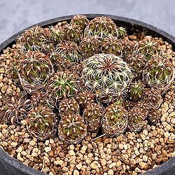 スルコレブチア：クルゲラエ変種ホフマニー（KP049）3号鉢植え*