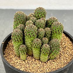 スルコレブチア：カジェカジェンシス（VZ195）3号鉢植え*