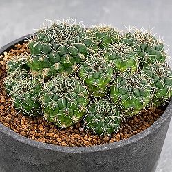 スルコレブチア：ロセニキアナ（PHA0494）3号鉢植え*