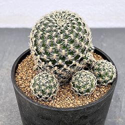 スルコレブチア：アルビッシマソリシオイデス（KK1838）3号鉢植え*