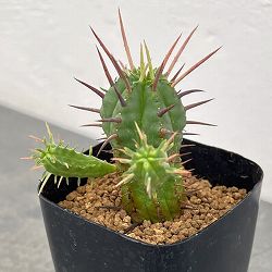 ユーフォルビア：フェロックス　2.5号鉢植え