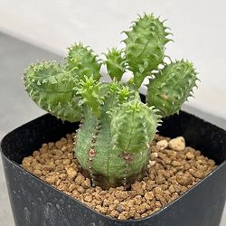 ユーフォルビア：プセウドグロボーサ　2.5号鉢植え