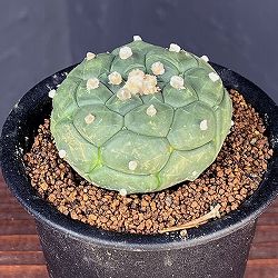 アストロフィツム：アステリアス亀甲瑠璃兜（るりかぶと）3号鉢植え