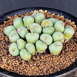 コノフィツム（原種系）：ミヌツム　3号鉢植え