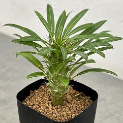 パキポディウム：ラメリー2.5号鉢植え