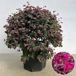 トキワマンサク：紅花赤葉 玉仕立て8号ポット