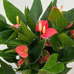 アンスリウム：レッド（小輪タイプ）　4.5号鉢植え