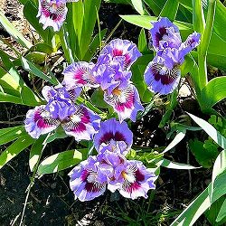 [26年1月中下旬予約]ビアードアイリス：ゴーイングインサークル3号ポット