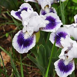 [26年1月中下旬予約]ビアードアイリス：ジェントルグレース3号ポット