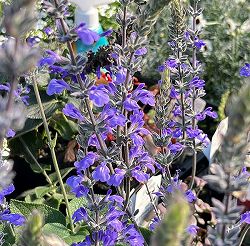 サルビア：ブルーチキータ3.5号ポット