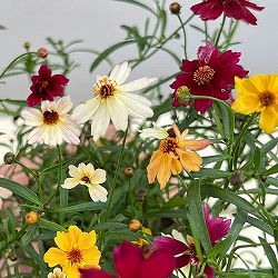 コレオプシス：プチドリーム3色ミックス植え3.5号ポット