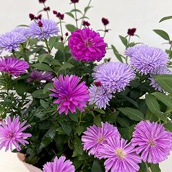 アルテルナンセラ千紅花火とアスタービクトリアの寄せ植え3号ポット
