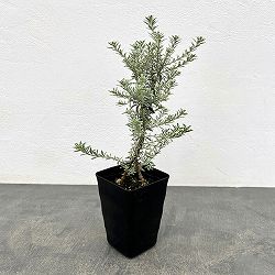 ウエストリンギア：スモーキー・スタンダード仕立て3.5号鉢入り