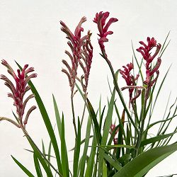 カンガルーポー（アゴニスサントス）レッド系　4号鉢植え