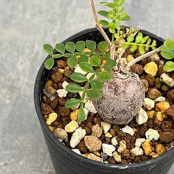 オペルクリカリア：パキプス（根挿し株）SSサイズ 2.5号鉢植え