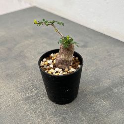 オペルクリカリア：パキプス（根挿し株）Sサイズ 2.5号鉢植え