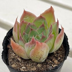 エケベリア：サンタバーバラ　2号ポット