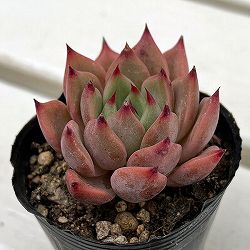 エケベリア：エルサシア　2号ポット