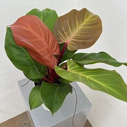 フィロデンドロン：チェリーレッド　4号鉢植え