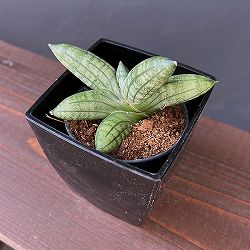 サンセベリア：マニー　3.5号鉢植え